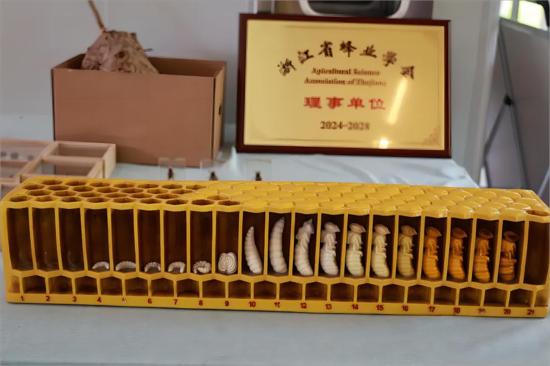 共繪生態振興藍圖 —— “蜂”起云“甬”實踐隊探索龍觀鄉的生物多樣性與鄉村振興