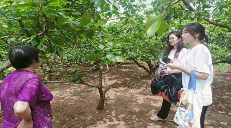 果業飄香匯文旅，鄉村振興展新篇