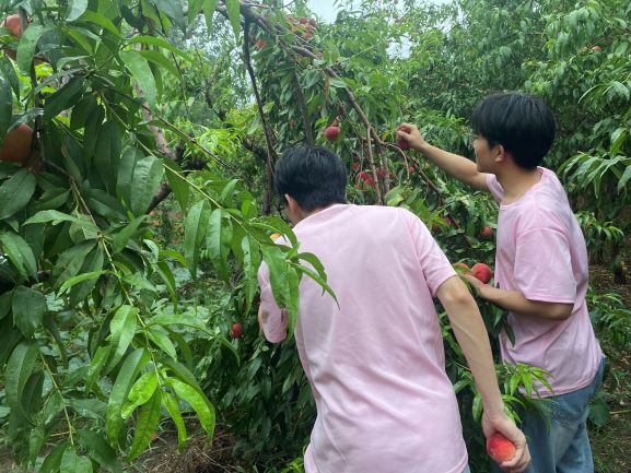 “桃”出困境，愛心助農