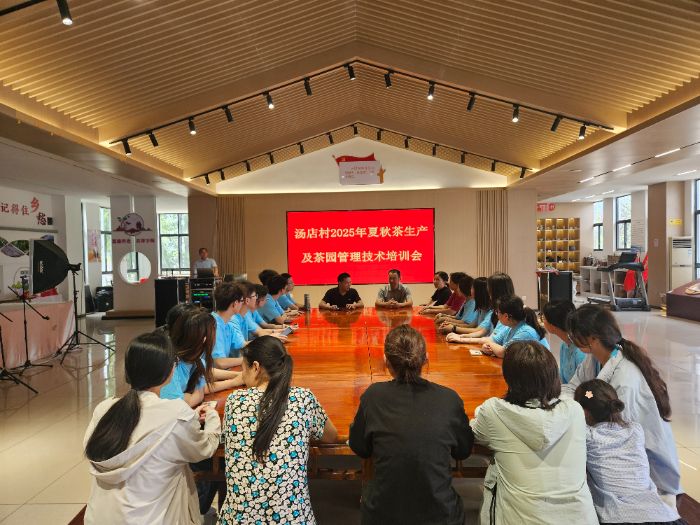 河海學子三下鄉：助力湯店村茶產業升級，“茶蘊希望”譜寫鄉村振興新篇章