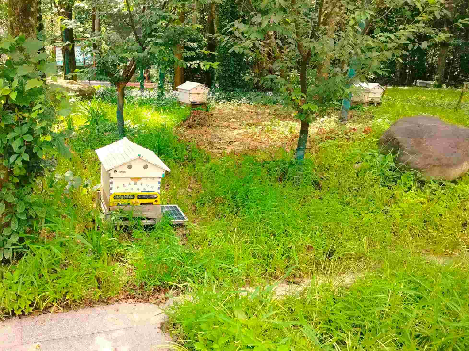 調研蜜蜂特色，促進鄉村振興