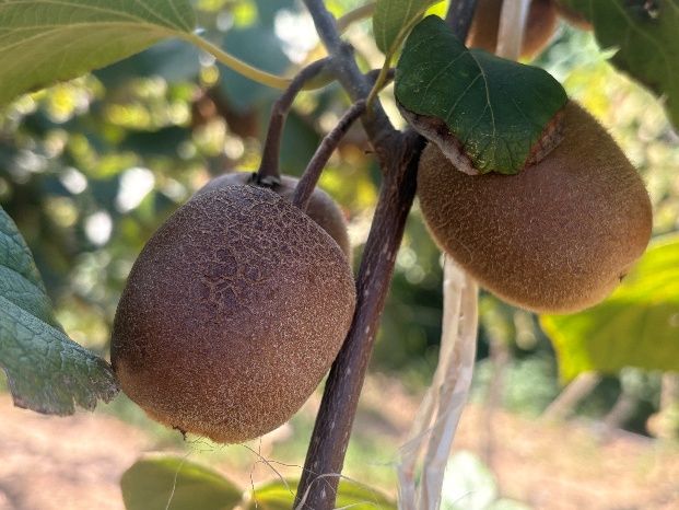 彝路同行，策馬揚邊 | 陜科大“水果面膜”到馬邊，助力彝鄉果業煥新！