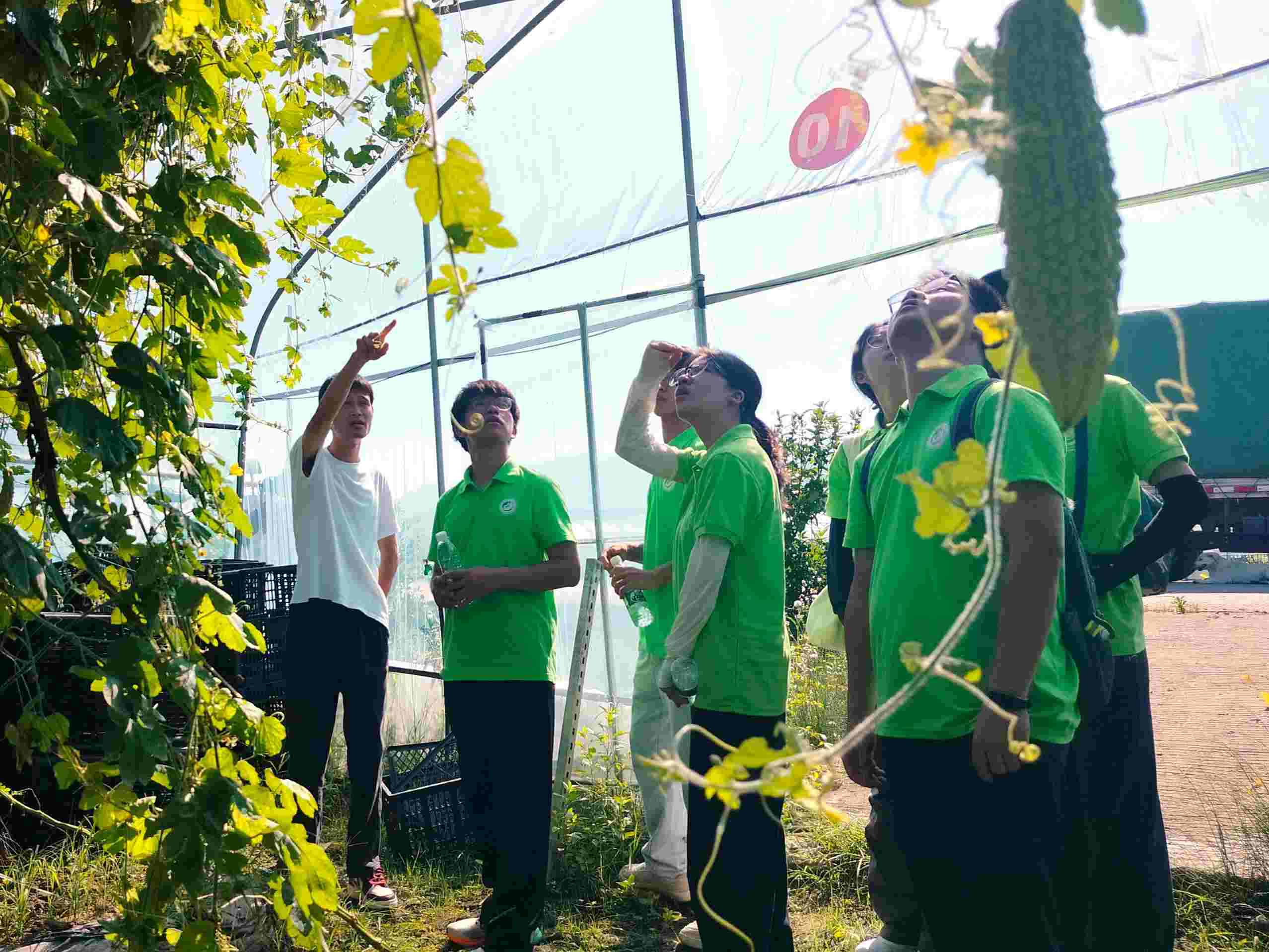 政府代表向?qū)嵺`隊(duì)介紹園區(qū)苦瓜種植情況