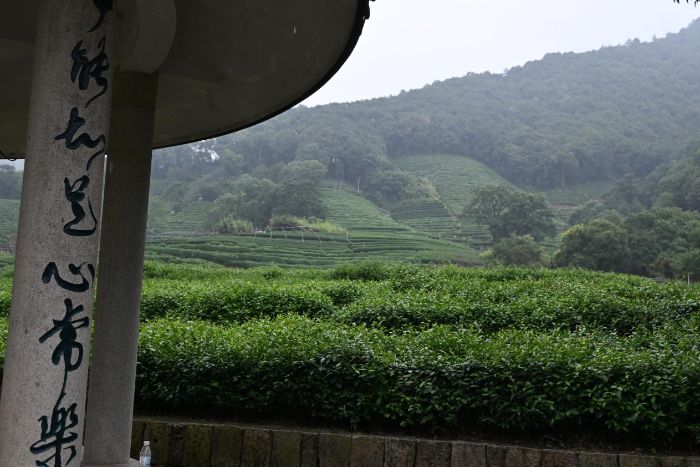 杭州外桐塢村暑期社會實踐活動：品非遺茶香，觀鄉(xiāng)村振興新圖景