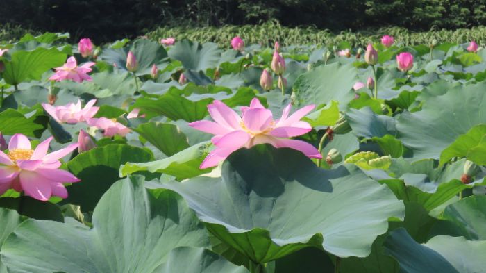 南財“文耘鄉(xiāng)野”實踐團赴江蘇興化 實地調研萬畝荷塘