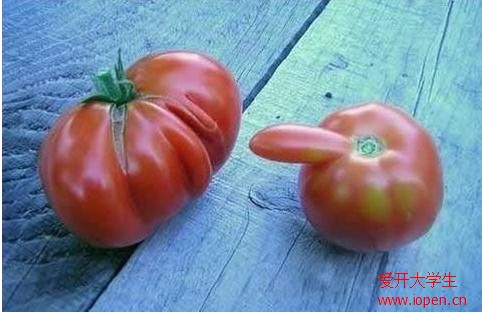 如此邪惡的西紅柿，長的實在太邪惡了！