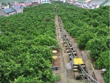 小橙故事實踐隊探訪郭家壩鎮煙燈堡村：現代臍橙果園見證科技農業新活力